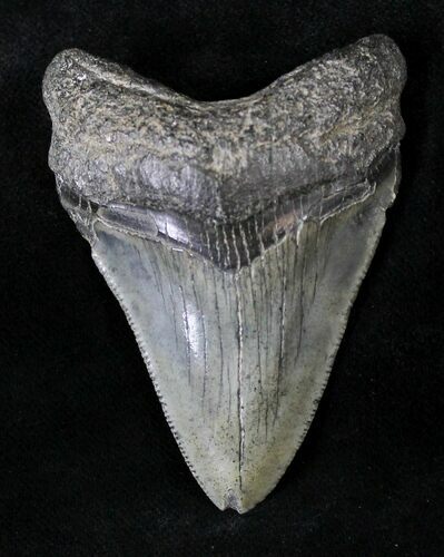 Juvenile Megalodon Tooth #20781